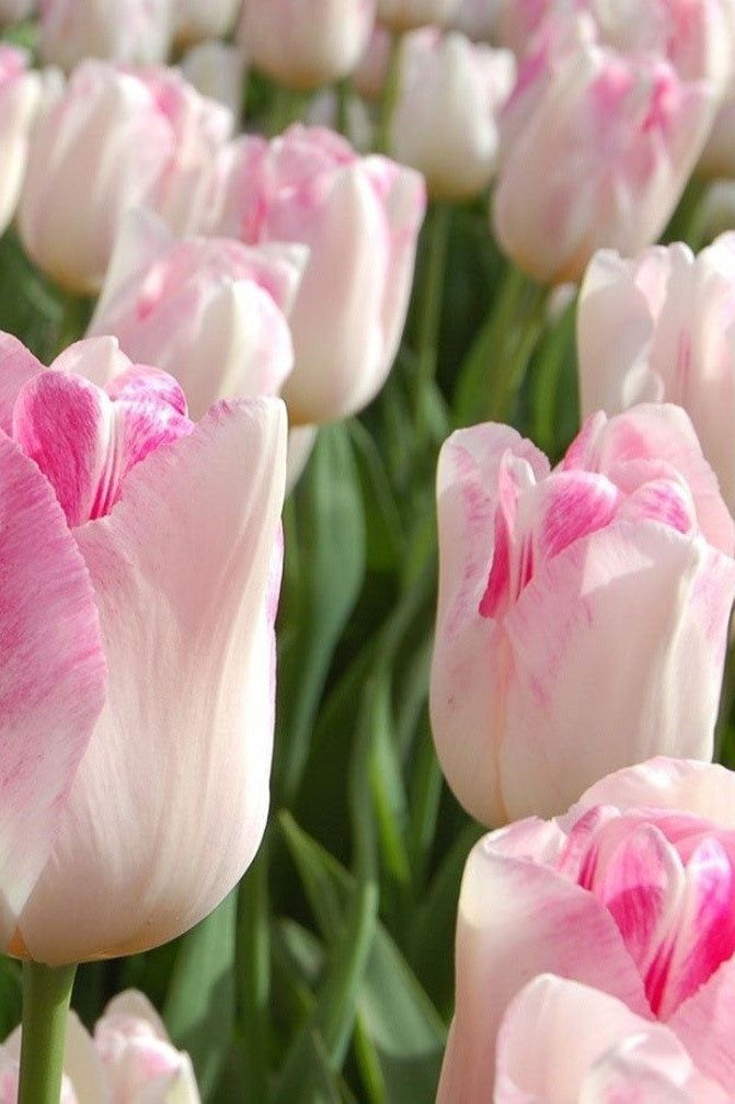 Tulpan 'Infinity' (NEW) 10-pack